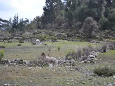 Yeşilvadi - Maşat - Etler - Çetince